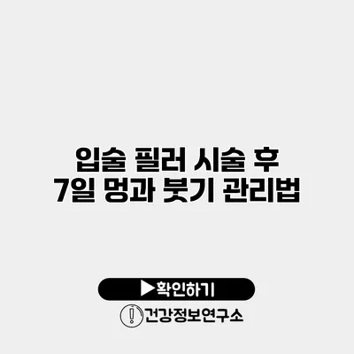 입술 필러 시술 후 7일 멍과 붓기 관리법