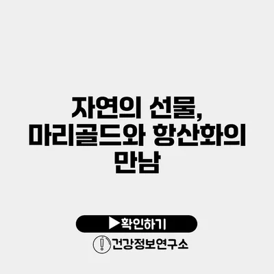 자연의 선물, 마리골드와 항산화의 만남