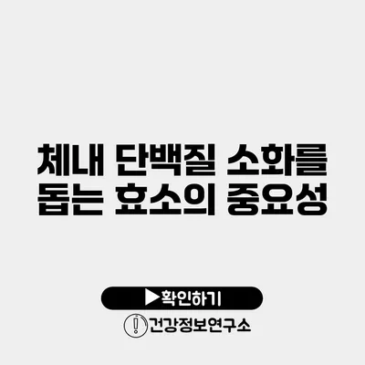 체내 단백질 소화를 돕는 효소의 중요성